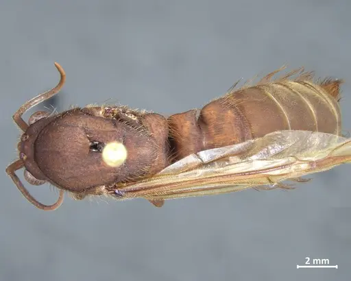 Nomamyrmex esenbeckii specimen DZUP550219 image dzup550219_1