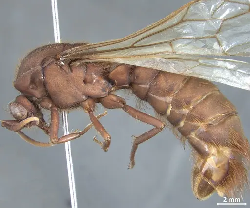 Nomamyrmex esenbeckii specimen DZUP550219 image dzup550219_3