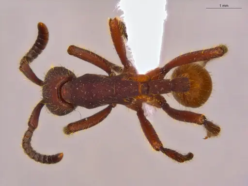 Nomamyrmex esenbeckii specimen ECOFOG-CSG15-0184-01 image ecofog-csg15-0184-01_1