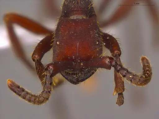Nomamyrmex esenbeckii specimen ECOFOG-CSG15-0184-01 image ecofog-csg15-0184-01_2