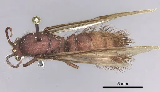 Nomamyrmex esenbeckii specimen INBIOCRI001283647 image inbiocri001283647_1