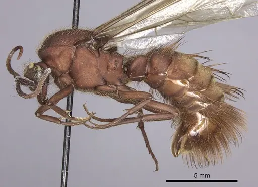 Nomamyrmex esenbeckii specimen INBIOCRI001283647 image inbiocri001283647_2