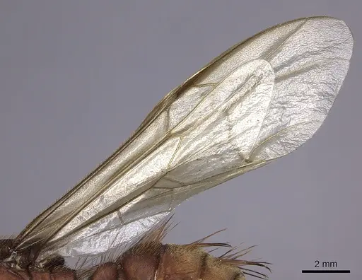Nomamyrmex esenbeckii specimen INBIOCRI001283647 image inbiocri001283647_3
