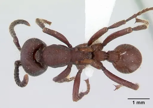 Nomamyrmex hartigii specimen CASENT0178604 image casent0178604_1