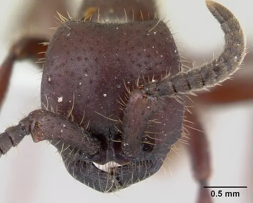 Nomamyrmex hartigii specimen CASENT0178604 image casent0178604_2
