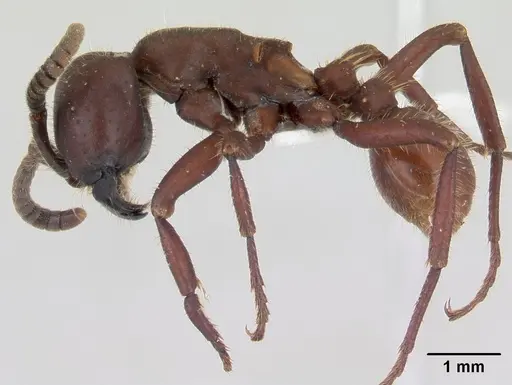 Nomamyrmex hartigii specimen CASENT0178604 image casent0178604_3