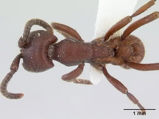 Nomamyrmex hartigii specimen CASENT0178605 image casent0178605_1