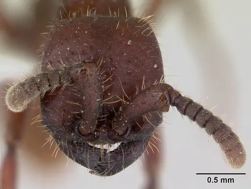 Nomamyrmex hartigii specimen CASENT0178605 image casent0178605_2