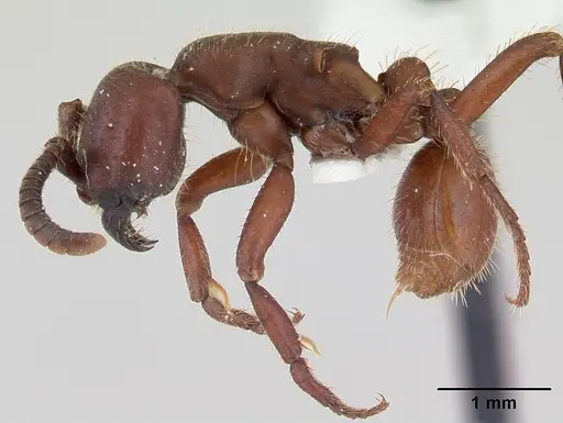 Nomamyrmex hartigii specimen CASENT0178605 image casent0178605_3