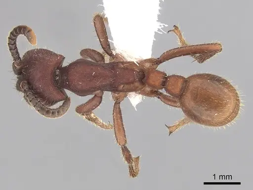 Nomamyrmex hartigii specimen CASENT0249511 image casent0249511_1