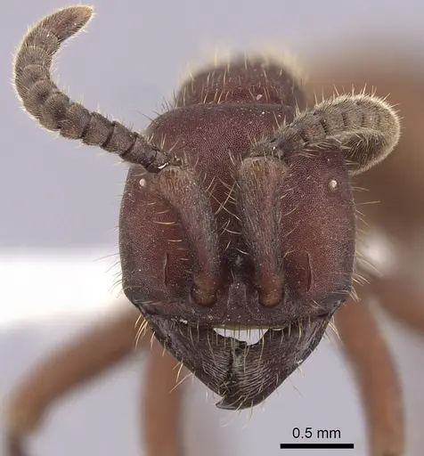 Nomamyrmex hartigii specimen CASENT0249511 image casent0249511_2