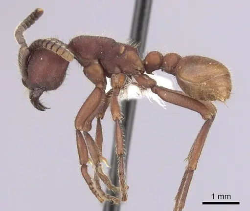 Nomamyrmex hartigii specimen CASENT0249511 image casent0249511_3