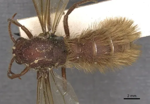 Nomamyrmex hartigii specimen CASENT0901958 image casent0901958_1