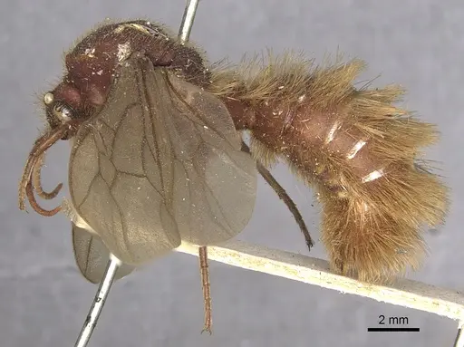 Nomamyrmex hartigii specimen CASENT0901958 image casent0901958_3