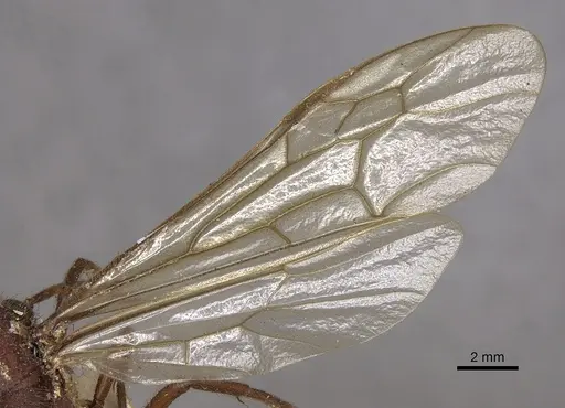 Nomamyrmex hartigii specimen CASENT0901958 image casent0901958_4