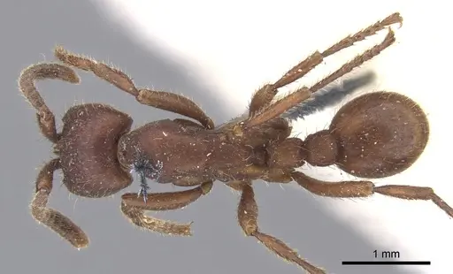 Nomamyrmex hartigii specimen CASENT0902668 image casent0902668_1