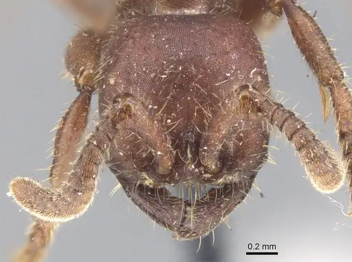 Nomamyrmex hartigii specimen CASENT0902668 image casent0902668_2