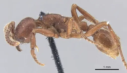 Nomamyrmex hartigii specimen CASENT0902668 image casent0902668_3