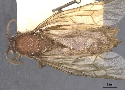 Nomamyrmex hartigii specimen CASENT0905946 image casent0905946_1