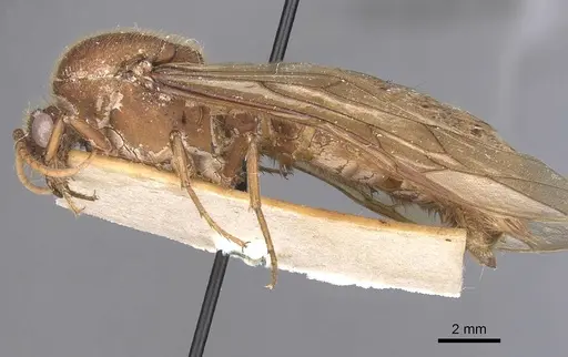 Nomamyrmex hartigii specimen CASENT0905946 image casent0905946_3