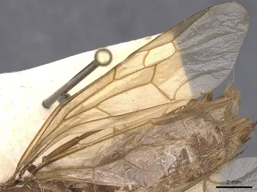 Nomamyrmex hartigii specimen CASENT0905946 image casent0905946_4