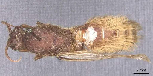 Nomamyrmex hartigii specimen CASENT0911414 image casent0911414_1