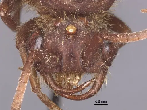 Nomamyrmex hartigii specimen CASENT0911414 image casent0911414_2