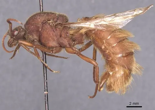 Nomamyrmex hartigii specimen CASENT0911414 image casent0911414_3