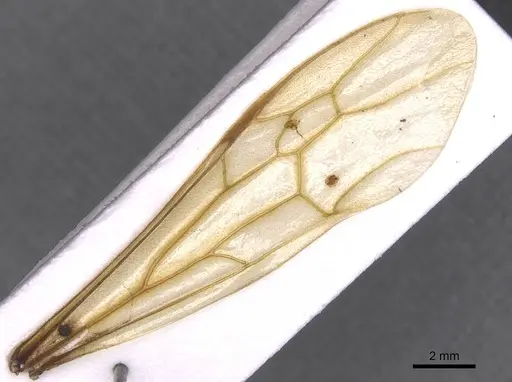 Nomamyrmex hartigii specimen CASENT0911414 image casent0911414_4