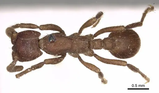 Nomamyrmex hartigii specimen CASENT0915865 image casent0915865_1