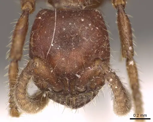 Nomamyrmex hartigii specimen CASENT0915865 image casent0915865_2