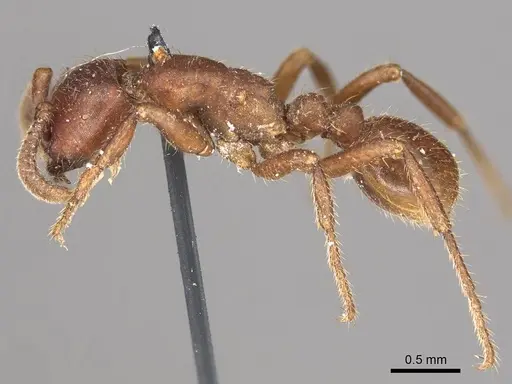 Nomamyrmex hartigii specimen CASENT0915865 image casent0915865_3