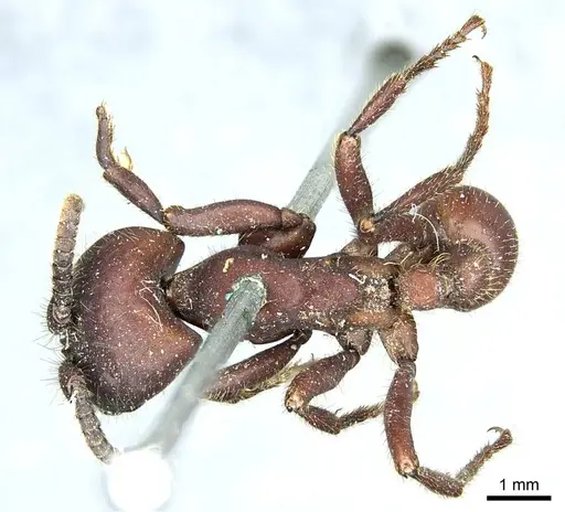 Nomamyrmex hartigii specimen CASENT0915866 image casent0915866_1