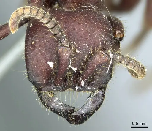 Nomamyrmex hartigii specimen CASENT0915866 image casent0915866_2