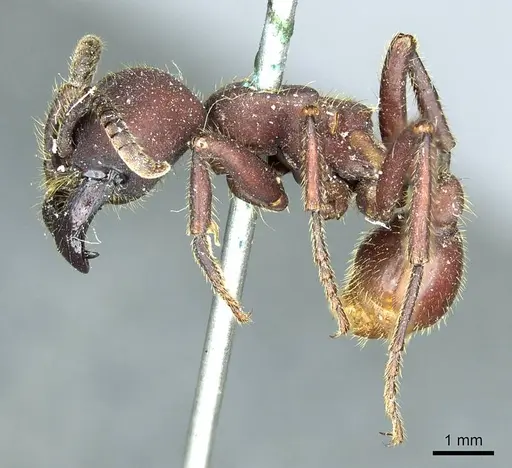 Nomamyrmex hartigii specimen CASENT0915866 image casent0915866_3