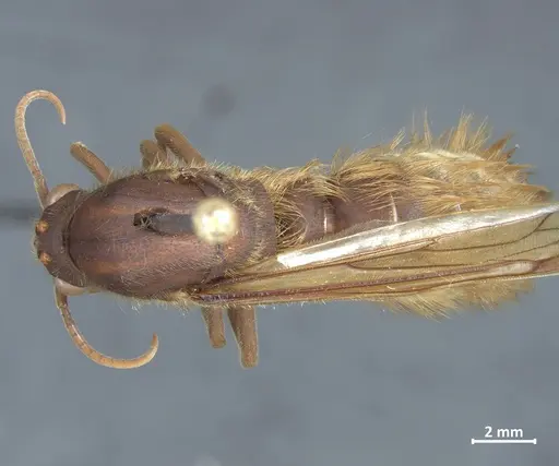 Nomamyrmex hartigii specimen DZUP550218 image dzup550218_1
