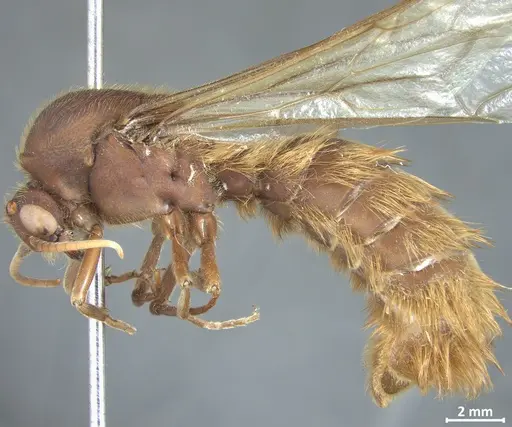 Nomamyrmex hartigii specimen DZUP550218 image dzup550218_3