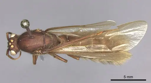 Nomamyrmex hartigii specimen JTLC000009350 image jtlc000009350_1
