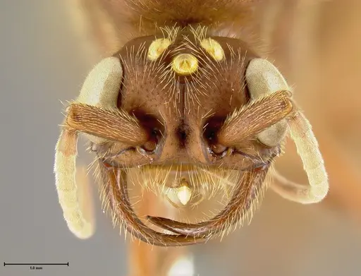 Nomamyrmex hartigii specimen JTLC000009350 image jtlc000009350_2