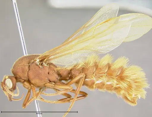 Nomamyrmex hartigii specimen JTLC000009350 image jtlc000009350_3