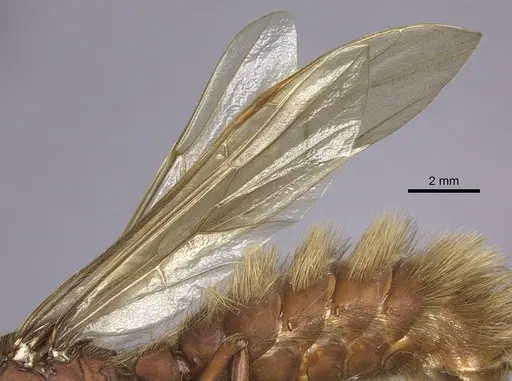 Nomamyrmex hartigii specimen JTLC000009350 image jtlc000009350_4