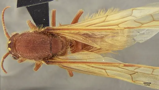 Nomamyrmex hartigii specimen UFV-LABECOL-004412 image ufv-labecol-004412_1