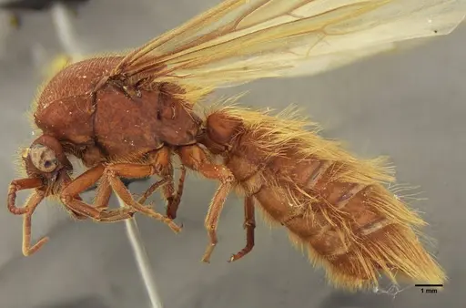 Nomamyrmex hartigii specimen UFV-LABECOL-004412 image ufv-labecol-004412_3