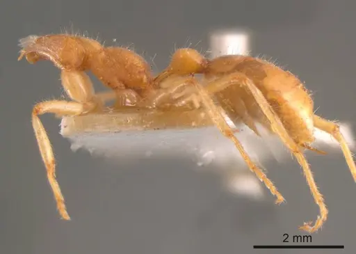 Nothomyrmecia macrops specimen ANTWEB1008214 image antweb1008214_2