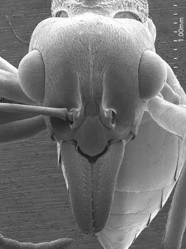 Nothomyrmecia macrops specimen ANTWEB1008555 image antweb1008555_2
