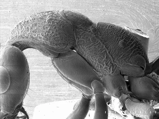 Nothomyrmecia macrops specimen ANTWEB1008556 image antweb1008556_2