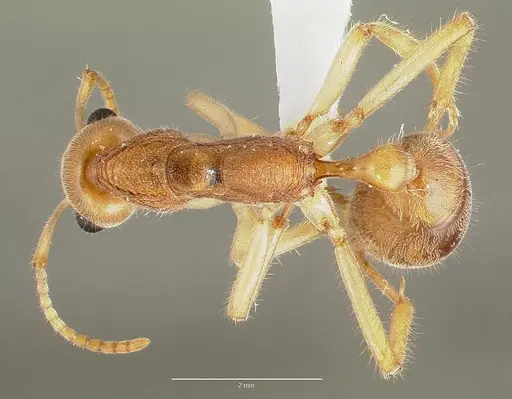 Nothomyrmecia macrops specimen CASENT0003155 image casent0003155_1