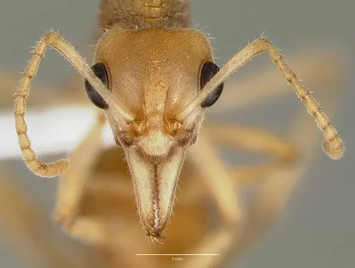 Nothomyrmecia macrops specimen CASENT0003155 image casent0003155_2