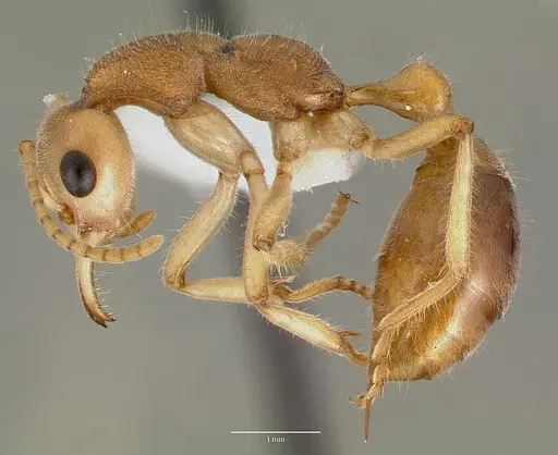 Nothomyrmecia macrops specimen CASENT0003155 image casent0003155_3