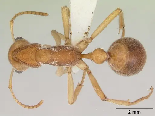 Nothomyrmecia macrops specimen CASENT0172002 image casent0172002_1